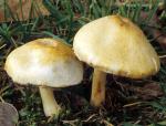 fungi images: Agaricus comtulus